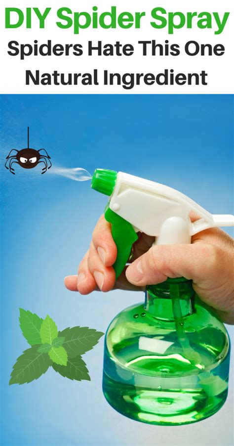 DIY Natural Spider Repellent Spray Repel Spiders At Home Naturally