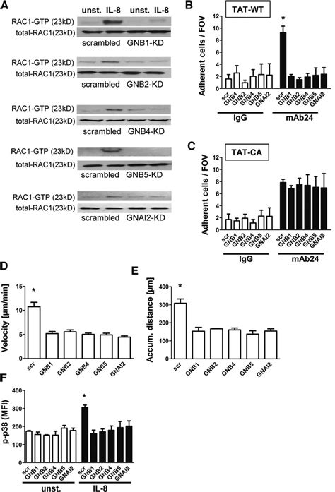 Knockdown Of Gnb Isoforms Significantly Impairs Rac Mediated