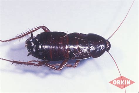 Oriental Cockroach – Control & Identification – Orkin.com