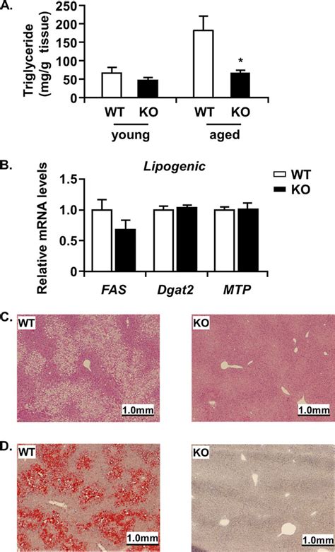 Histological Analysis Of Livers In Favine KO Mice A Amount Of Hepatic