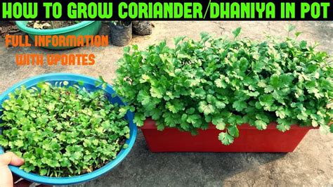 How To Grow Coriander Dhaniya Cilantro At Home Within 10 Days Youtube