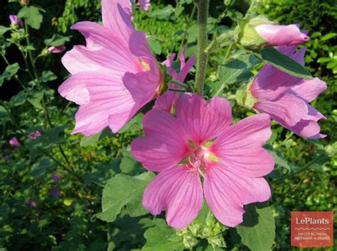 Просвирник мускусный (Malva moschata) — описание, выращивание, фото ...