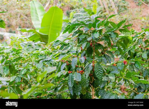 Closeup Shot Of A Coffee Plant In Hondo Valle Dominican Republic Stock