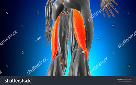 Long Head Biceps Femoris Muscle Anatomy Stock Illustration