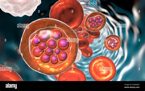 Protozoo de Plasmodium vivax dentro de los glóbulos rojos ilustración