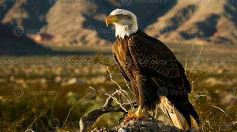 army eagle stock  images  backgrounds