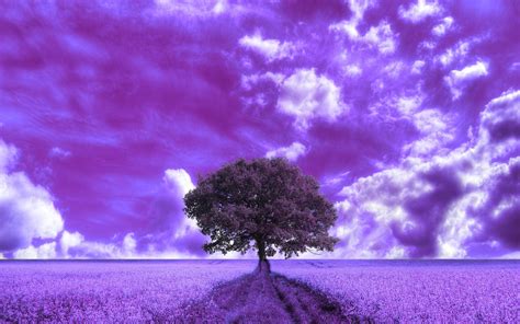 Details More Than 59 Purple Cloud Wallpaper Best In Cdgdbentre