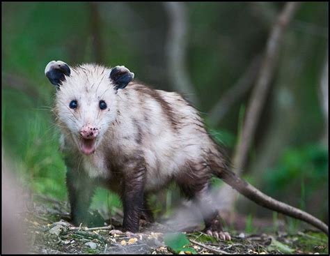 Opossum | Opossum, Animals, Photo