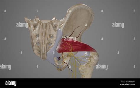 Anatomy of Greater Sciatic Foramen Stock Photo - Alamy