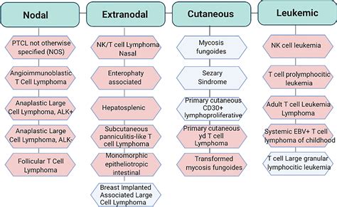 Frontiers Cytoskeleton Dynamics In Peripheral T Cell Lymphomas An