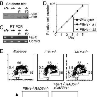 Gene Targeting Of The FBH1 Locus A Schematic Representation Of A