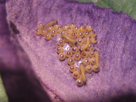 Moth Eggs On Clematis Ctenucha Virginica Bugguide Net