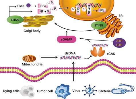 Cgas Sting Pathway Exogenous Dna From Dying Cell Tumor Cell Virus