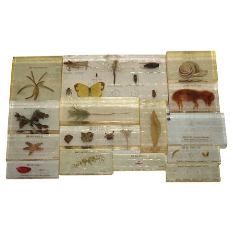 RARE SUITE OF ORIGINAL NATURAL HiSTORY MUSEUM CASED IN PERSPEX