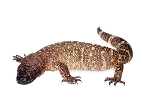 Mexican beaded lizard: habitat and characteristics