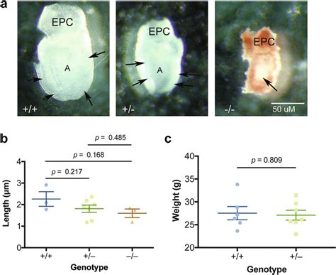 Characterization Of Sec B And Sec B Mice A Lateral Views