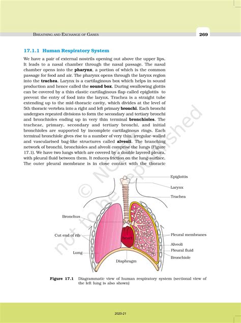 Breathing And Exchange Of Gases Ncert Book Of Class Biology