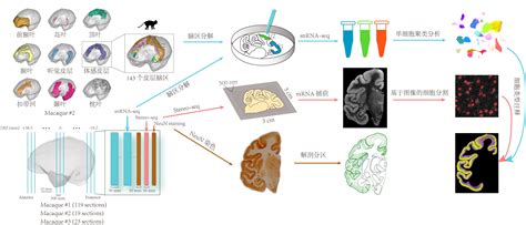 上海科学家领衔绘制猕猴大脑“精细地图”，迈向“认知人脑”重要一步科技 文汇网