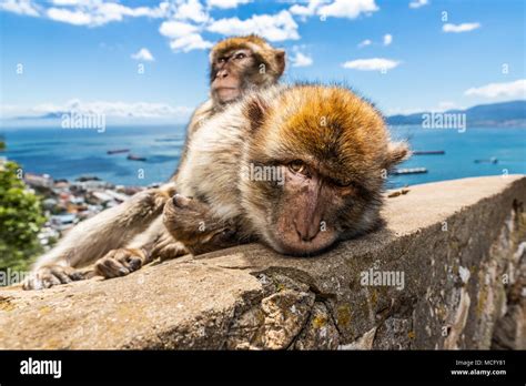 Barbary Macaques In Gibraltar The Only Wild Monkeys In Europe They