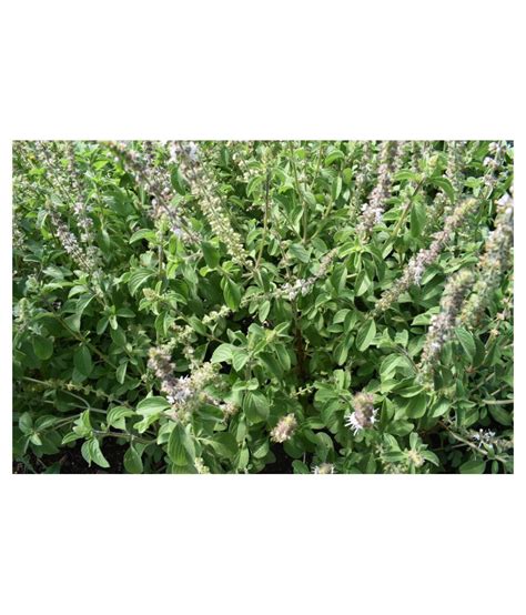 Kapebonavista Generic Kapoor Tulsi Sapling Plant Raw Herbs 1 No S Pack