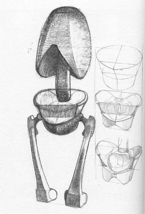 18 Anatomy ý tưởng giải phẫu học giải phẫu chân giải phẫu tay