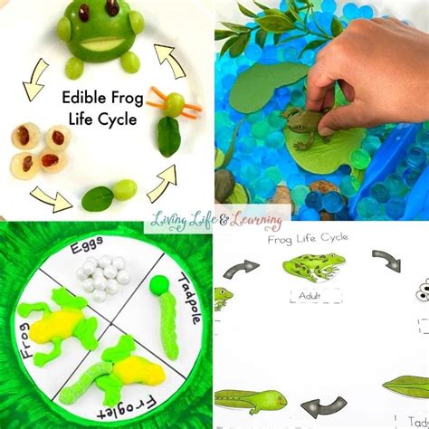 Life Cycle Of A Frog For Kids Melisa Flanders