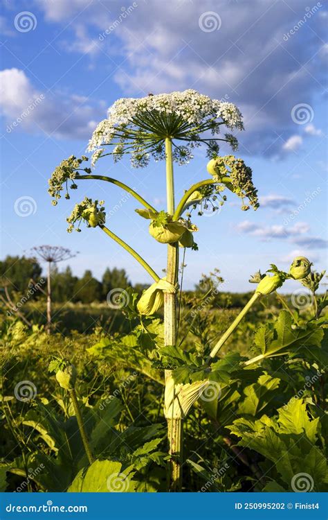 Hogweed Es Una Hierba Venenosa Que Crece En Las Afueras De Un Campo