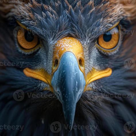 Eagle Close Up Stock Photos, Images and Backgrounds for Free Download