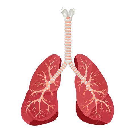 Premium Vector Diagram Of Human Lungs And Trachea Respiratory System