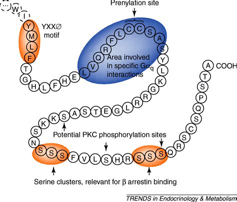 The Oxytocin Receptor Trends In Endocrinology And Metabolism