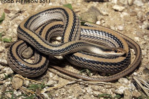 Western Patch Nosed Snake Reptiles Of Chiricahua NM INaturalist