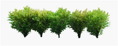 Free Download Of Bushes Icon Clipart Bushes For Photoshop Png Free