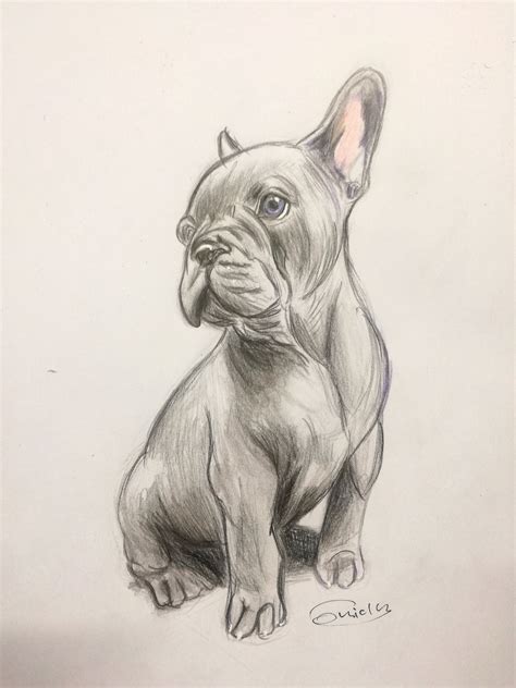 How To Draw A French Bulldog