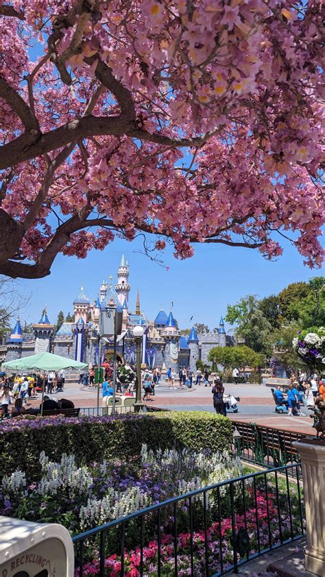 Gorgeous spring day in Disneyland today : r/Disneyland