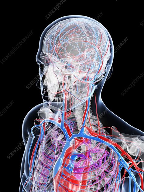 Male Vascular System Artwork Stock Image F Science Photo