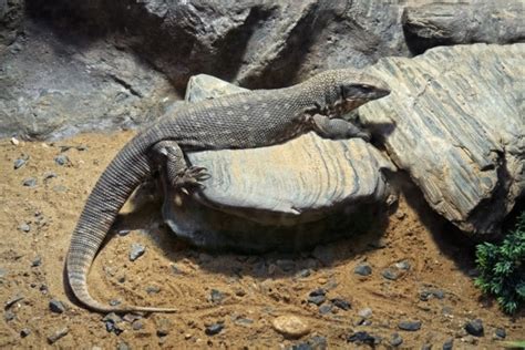 Savannah Monitor Lizard: Care Sheet, Lifespan & More (with Pictures) | Pet Keen