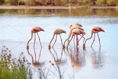 Group Of Flamingos Eating Iii Stock Photo Containing Animal And