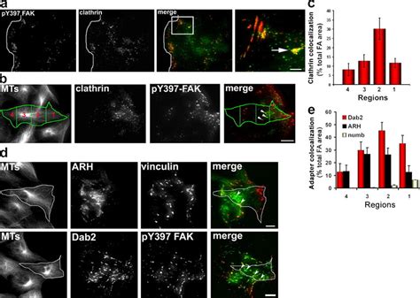 Clathrin And Adaptor Protein Localization During Polarized Cell