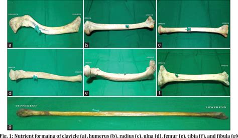 Figure 1 From ANATOMICAL STUDY OF NUTRIENT FORAMINA IN LONG BONES OF