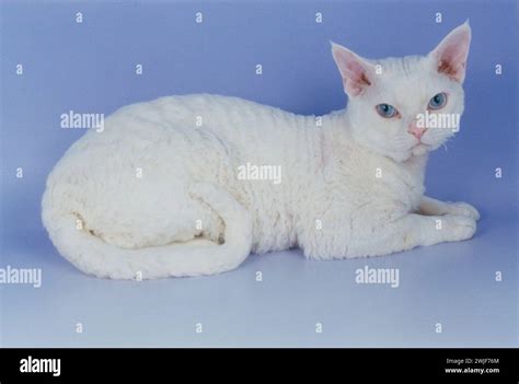 devon rex white stock photo alamy