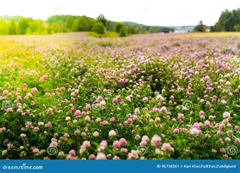 Clover Flowers Trifolium Pratense Outside In A Field Stock Image