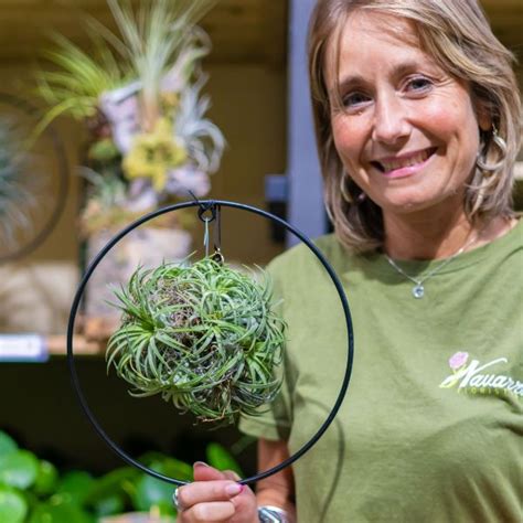 Plantas De Aire Qu Son Tipos Y Cuidados Flores Navarro