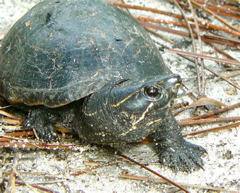 Striped Mud Turtle Flora And Fauna Of North Carolina INaturalist