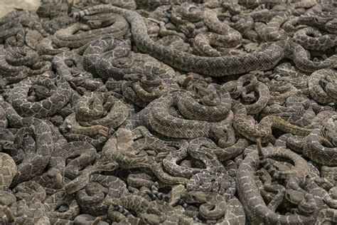 Snake Hibernation Facts When Where And How Long Fauna Facts