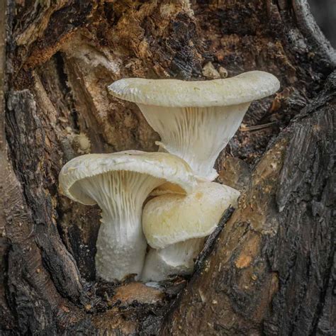 The Veiled Oyster Mushroom (Pleurotus dryinus / levis) - Forager | Chef