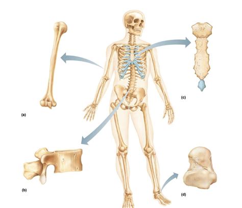 Chapter Bones And Skeletal Tissue Lab Exam Pt Diagram Quizlet