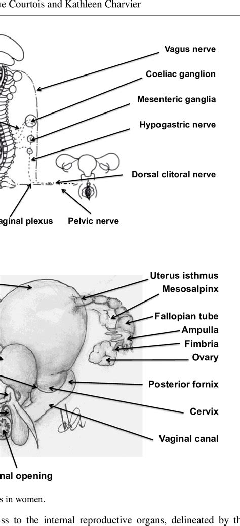 Female Genital Innervation Download Scientific Diagram