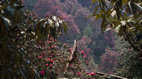 Tree cover in Nepal has doubled since forests were entrusted to local ...