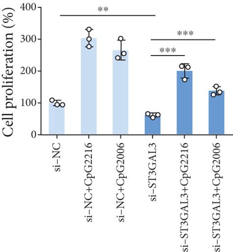 St Gal Promoted The Proliferation And Migration Of Mh A Cells By