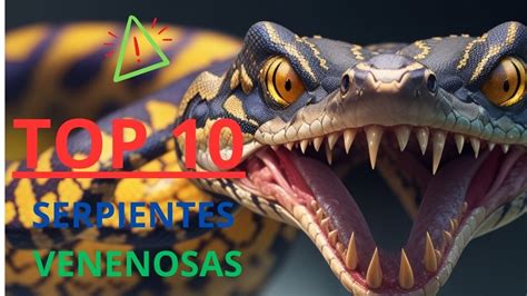 Top Serpientes Venenosas Del Mundo Maravillas De La Naturaleza